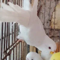 فنچ مرغ عشق عروس هلندی