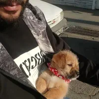 توله تریر عروسکی|سگ|محمدیه-قزوین, |دیوار