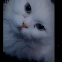 گربه گمشده|حیوانات|گرگان, |دیوار