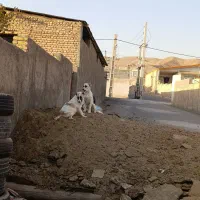 سگ گله|سگ|پاکدشت, پارچین|دیوار