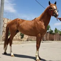 اسب نریون دوساله نقد یا معاوضه