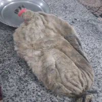 خیگ روغنی