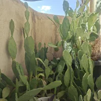 کاکتوس