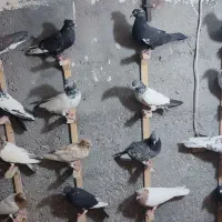 کبوتر رنگه|پرنده|مشهد, وکیل‌آباد|دیوار