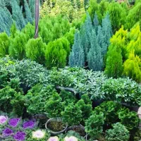 باغبانی و احداث باغچه بصورت تخصصی