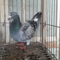 ماده پلاکی بوزک بلژیک ۲۰۲۰