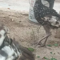 بوقلمون