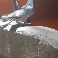 یک کبوتر کله‌ای