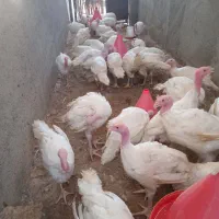 جوجه بوقلمو بیوتی 4کیلویی|حیوانات مزرعه|زرین دشت (فارس), |دیوار