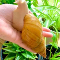 فروش حلزون‌های طبی از تخم حلزون تا حلزون بالغ