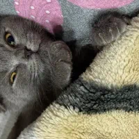 اسکاتیش. دونیم ماهه