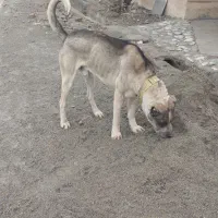 توله سراب|سگ|نسیم‌شهر, |دیوار