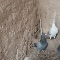 سبز نرر|پرنده|بجنورد, |دیوار