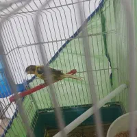 قناری معاوضه کفتر