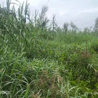 علف زنی با دستگاه|خدمات باغبانی و درختکاری|سنگر, |دیوار