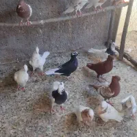 کبوتر|پرنده|اندیمشک, |دیوار