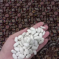 لوبیا سفید|عمده‌فروشی|اردبیل, |دیوار