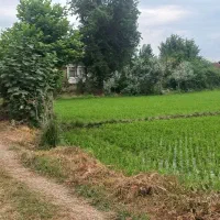 ۵۱۰۰ متر شالی چسبیده ملک مسکونی