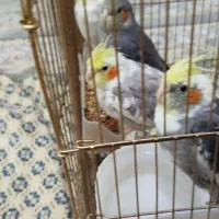 فروش 6عدد عروس هلندی