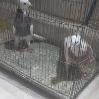 طوقی رنگارنگ|پرنده|قنوات, |دیوار