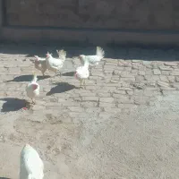 مرغ سفید تخم گذار