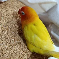 پرنده گمشده کنگان|حیوانات|بندر کنگان, |دیوار