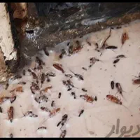 شرکت سمپاشی سوسک و ساس با ضمانت هر مناطق شهر مشهد|خدمات نظافت|مشهد, شاهد (شهرک غرب)|دیوار