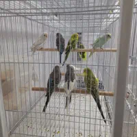 مرغ عشق مولد