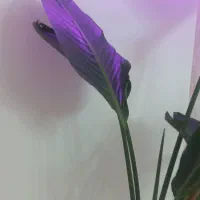 گل نی کولای|گل و گیاه طبیعی|تهران, افسریه شمالی|دیوار