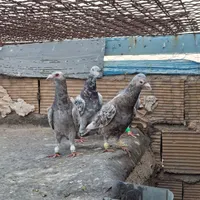 کبوتر|پرنده|تاکستان, |دیوار