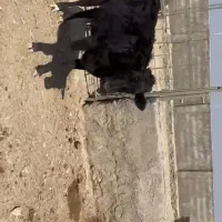 فروش ۳ عدد تلیسه|حیوانات مزرعه|درمیان, |دیوار