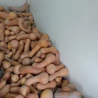 کدو درجه 1و2 همه روزه ارسال به تمام نقاط کشور|خوردنی و آشامیدنی|تربت جام, امام|دیوار