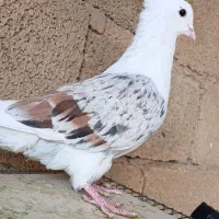 نر مخملی|پرنده|خرمآباد, |دیوار