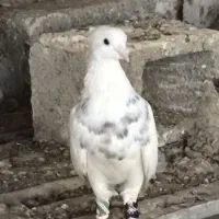 کبوتر طوقی|پرنده|بوشهر, |دیوار