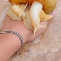 سلام دو عدد حلزون بالغ موجود است