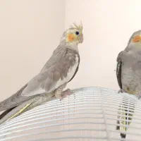 فروش دو عدد جوجه عروس هلندی