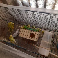 مرغ عشق مولد