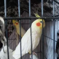 عروس هلندی