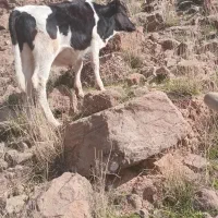 گاو نر ۱سال