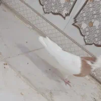 دو عدد طوقی گرفتنی صفت|پرنده|اهواز, فتح|دیوار