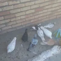 کبوتر|پرنده|چناران, |دیوار