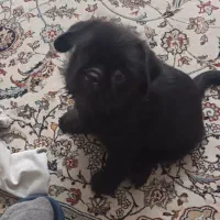 گم شده|حیوانات|تهران, ارم|دیوار