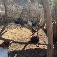 حیوانات|حیوانات مزرعه|توکهور, |دیوار