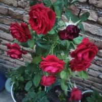 هرس انواع درختان میوه|خدمات باغبانی و درختکاری|تبریز, |دیوار