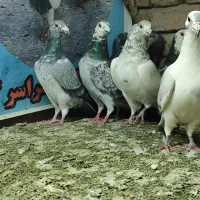 کبوتر پلاکی نر و ماده تبریز|پرنده|شیراز, سرو|دیوار