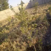 فروش باغچه|فروش زمین و ملک کلنگی|تنکمان, |دیوار