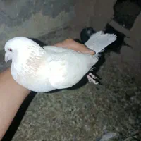 کفتر کرمونی