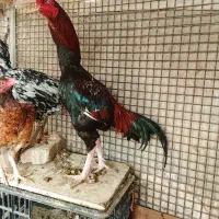 خروس اصیل سراوان