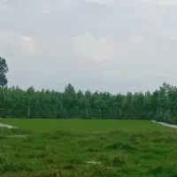 ۱۵۰۰ متر زمین مناسب زنبورداری-سیفی جات