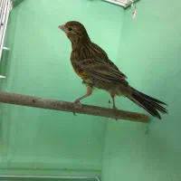 قناری (توضیحات)|پرنده|اردبیل, |دیوار